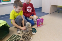 Na podłodze w sali przedszkolnej klęczy dwóch chłopców. Pierwszy z nich ubrany w żółtą koszulkę i szare spodnie przystawia pluszowego kota do miski z suchą karmą. Obok stoi pręgowany buro - czarny kot pluszowy. Drugi chłopiec ubrany jest w czerwoną bluzę z białym nadrukiem i niebieskie spodnie. Trzyma pluszowego biało - beżowego psa. Przed nimi stoi karton z suchą karmą Whiskas dla kotów. Z prawej strony widać biurko, z lewej otwarty transporter dla zwierząt.