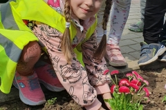 Dziewczynka ubrana na różowo zasypuje dołeczek ziemią do której posadzono różowe  kwiatki.