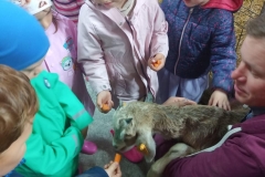 Grupa dzieci stoi w kole i karmi kózkę.