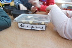 Na stoliku przedszkolnym leży plastikowy przeźroczysty pojemnik wypełniony żółtymi monetami. Na nim ręcznie napisany na białym pasku papieru napis: ,, Góra grosza’’. Widoczne są przedramiona i dłonie dzieci segregujące monety, które leżą na stoliku.