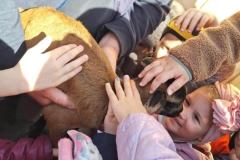 Pan w popielatej kurtce trzyma na rękach małą, brązową owieczkę. Wokół niej stoją dzieci. Kładą na niej ręce i ją głaskają.