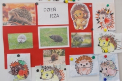 Na białej tablicy przedszkolnej znajduje się czerwony karton. Na nim przyklejone są: biała kartka z czarnym drukowanym napisem ,, Dzień jeża’’ oraz obrazki przedstawiające jeża w trawie, wśród liści, w mieście na chodniku. Wokół przypięte magnesami obrazki jeży - prace plastyczne dzieci.