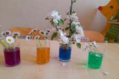 Na stole stoją cztery szklanki z zabarwioną wodą, w nich białe kwiatki.