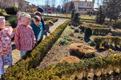 Kilkoro dzieci ogląda krokusy w ogrodzie.