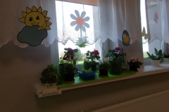 Na parapecie przedszkolnego okna stoją rośliny. W zielonych większych doniczkach rosną różowe pelargonie, w czarnych mniejszych czerwone, różowe i białe stokrotki. W niebieskim i czarnym pojemniku rosną: zielona pietruszka oraz wysiane lwie paszcze. Z boku parapetu przyklejony jest napis: kącik przyrody. Na szybie okna przylepiona jest duża biała stokrotka z pomarańczowym środkiem.  Do firany przypięte jest kartonowe słońce i chmura oraz żółty kurczak w niebieskiej ramce.