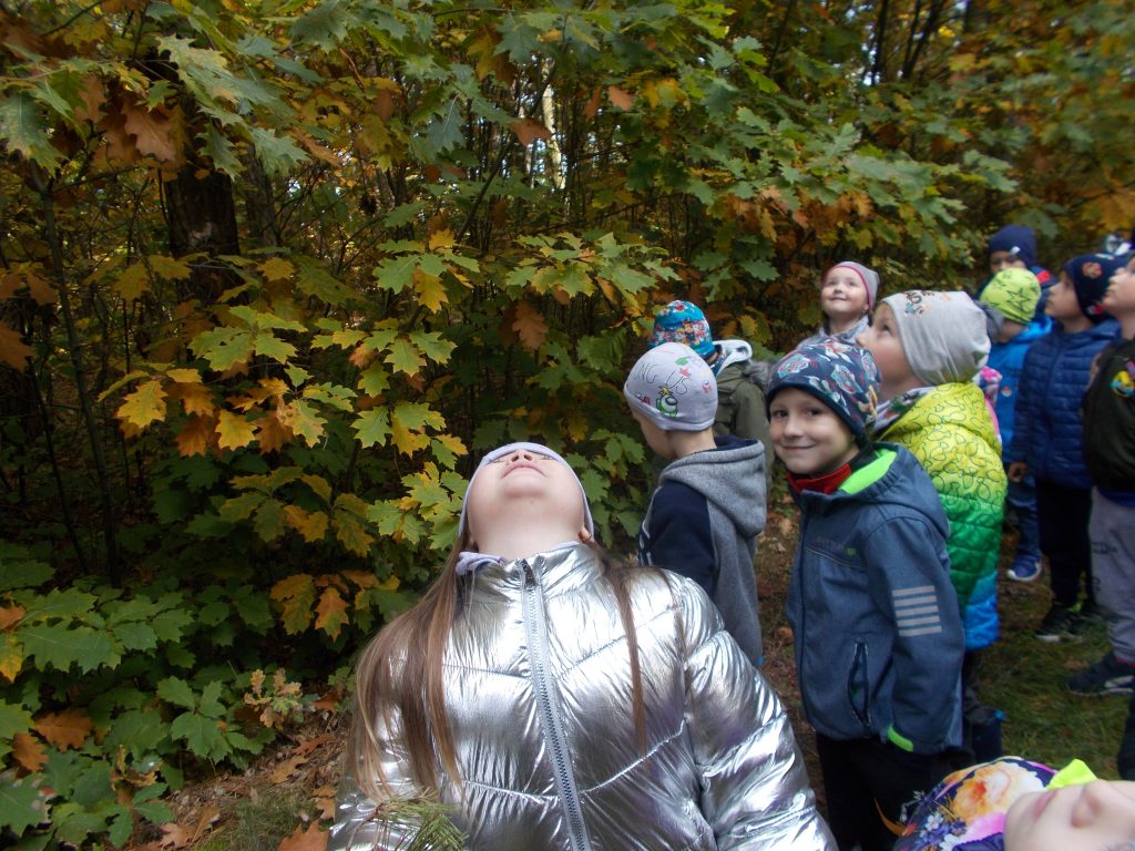 Grupa dzieci przedszkolnych w kolorowych strojach stoi na ścieżce leśnej obok młodych drzew dębu. Ich spojrzenia kierują się w górę i na boki - obserwują jesienną kolorystykę liści dębu - barwy: zieloną, brązową i pomarańczową. Jeden z chłopców zwrócony twarzą do obiektywu - uśmiecha się.